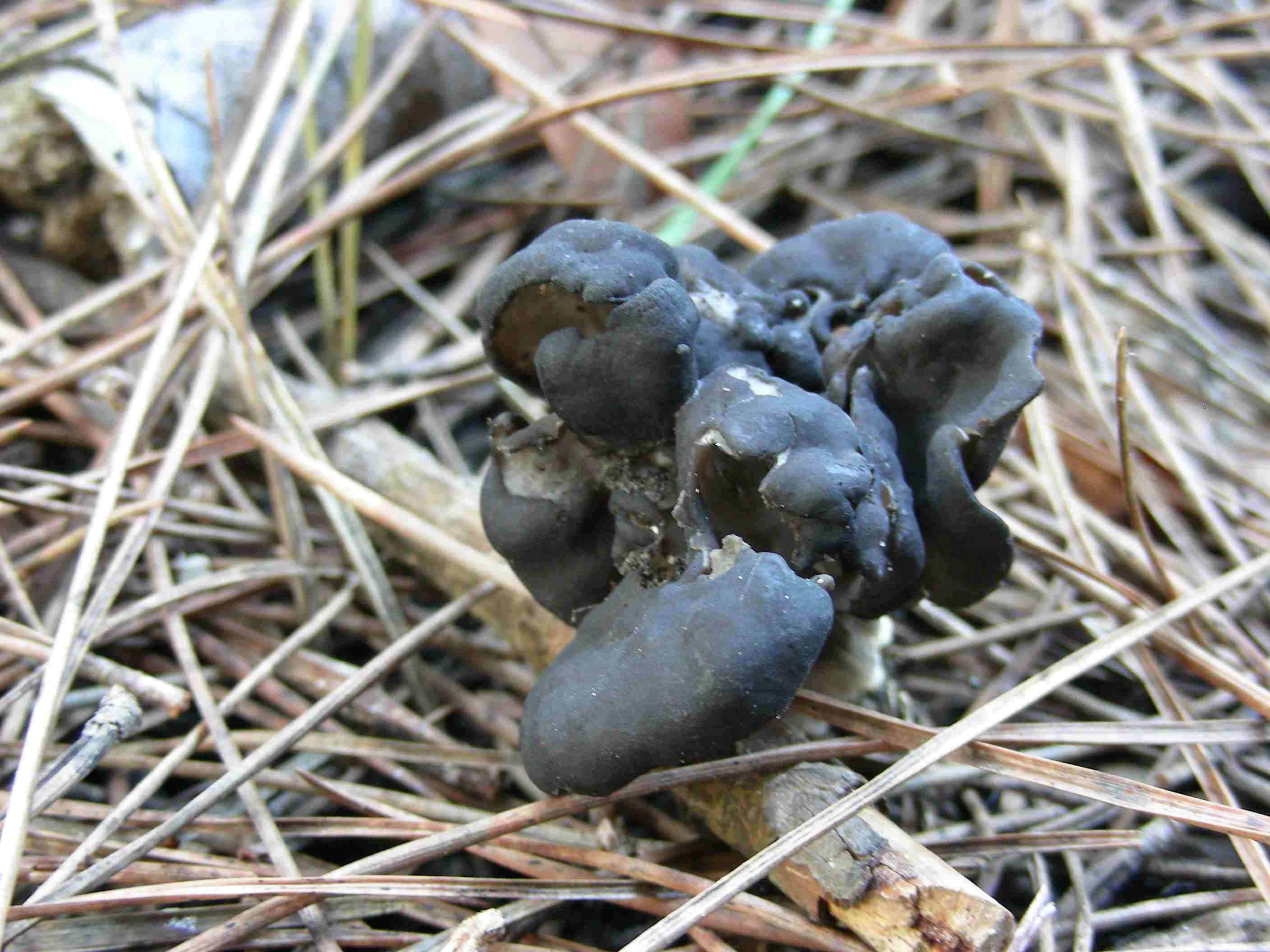 1841 Dicembre vecchio ritrovamento